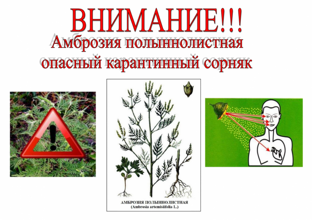 Амброзия полыннолистная - опасный карантинный сорняк